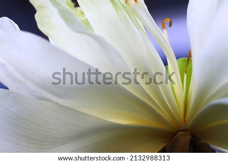 Backlighting of white lotus petals, frog eye view angle shooting 