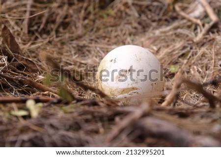 VULTURE EGG IN THE NEST