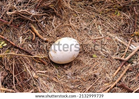 A VULTURE EGG ALONE IN ITS NEST