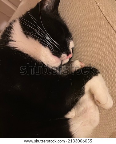 Sleeping Black and White cat