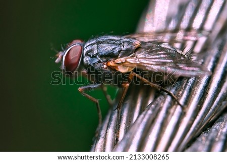 Macro portrait of a common fly. Close up of  a musca domestica.
