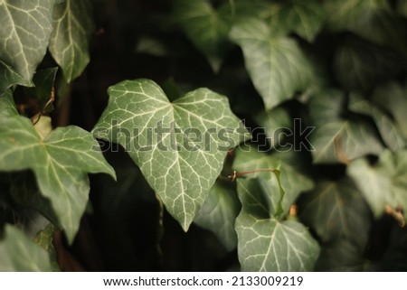 Ivy leaf between other ivy leaves. Green ivy leaves with white veins growing on a bush climbing on a wall. Evergreen plant on a wall. A green ivy leaves -  climbing or ground-creeping woody plant. Royalty-Free Stock Photo #2133009219