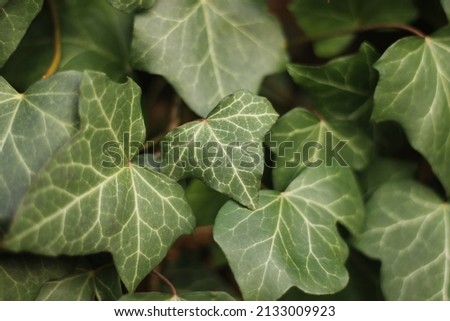 Group ofdark green ivy leaves. Green ivy leaves with white veins growing on a bush climbing on a wall. Evergreen plant on a wall. A green ivy leaves -  climbing or ground-creeping woody plant. Royalty-Free Stock Photo #2133009923