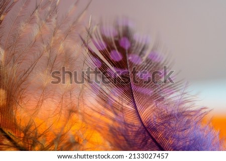 Bird feather as a background image with a lot of bright colors and structure