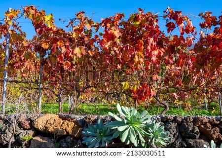 Colorful Canarian terraced vineyards with leaves in december Royalty-Free Stock Photo #2133030511