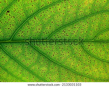 close up Alternaria leaf spot texture, leaf disease caused by Alternaria brassicae