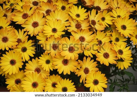 Yellow osteospermum or dimorphotheca flowers in the flowerbed, yellow flowers