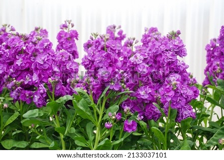 Matthiola incana flower, stock flowers, cut flowers in nursery, full bloom. Purple Matthiola