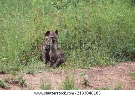 Brown Hyena Pups in South Africa