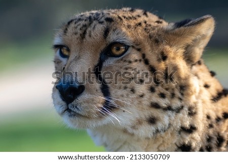 Cheetah close up face portrait in the mid day sun. 