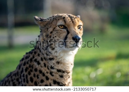 Cheetah sitting close up partial side face portrait