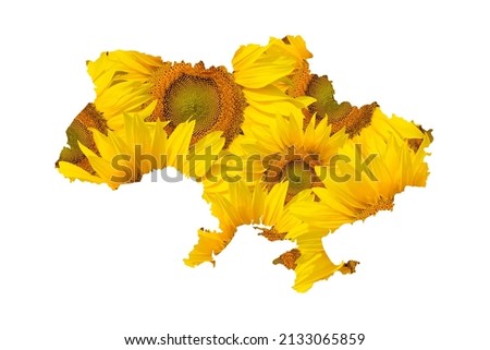 Map of Ukraine from big sunflowers isolated on white background