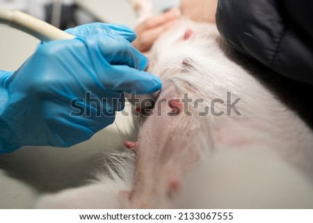 Ultrasound examination of the abdominal cavity of a dog. Veterinary clinic checking dog pregnancy. Royalty-Free Stock Photo #2133067555