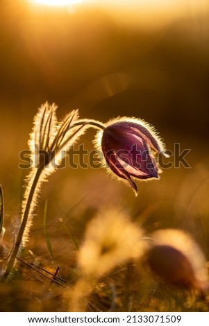 Pasque flowers with the rising sun in the background