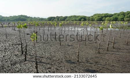 a view of a line of mangroves that have just been planted in the context of reforestation for the future Royalty-Free Stock Photo #2133072645