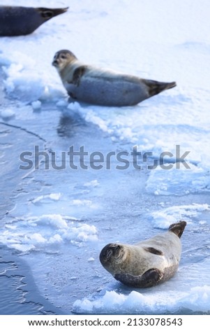 Icelandic Seals and Whales, High Quality Photos