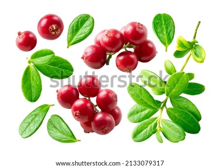 Collection of lingonberry and leaf isolated on white background. Lingonberry, mountain cranberry or cowberry twig with leaves and berries set. Royalty-Free Stock Photo #2133079317