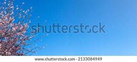 Blooming almond tree bunch  in full bloom against blue sky in the spring. Beautiful flower background for banner with copy space Royalty-Free Stock Photo #2133084949