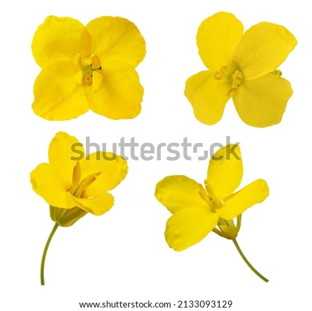 Rapeseed flowers mix  isolated on white background Royalty-Free Stock Photo #2133093129