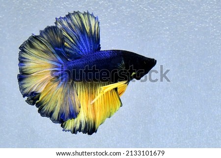 Betta fish, Siamese Fighting on Isolated black or grey background