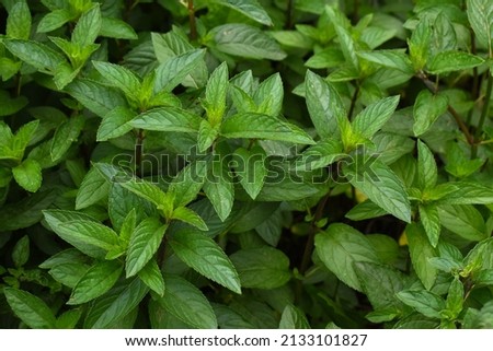 Peppermint (Mentha piperita) plants growing in the garden Royalty-Free Stock Photo #2133101827