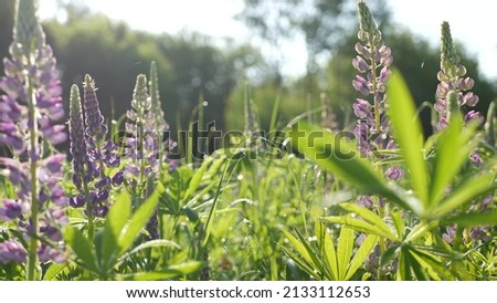 Violet lupin wildflowers on meadow flowerscape. Purple mauve lupine flowers on lawn or field. Lilac lupinus bloom or blossom on spring lea. Springtime or summer forest glade. Bluebonnet inflorescence. Royalty-Free Stock Photo #2133112653