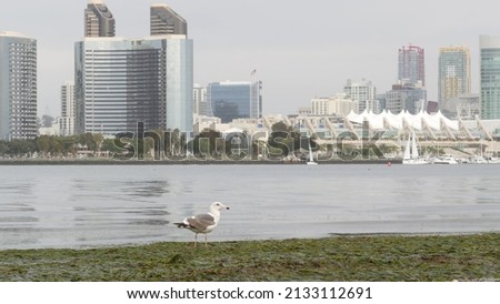 Downtown city skyline, San Diego cityscape, California USA. Waterfront highrise skyscrapers by bay. Urban architecture by harbor. Towers of financial district in Gaslamp Quarter. Overcast weather.