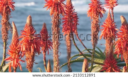 Red aloe flower blossom, succulent plant bloom or inflorescence on pacific ocean beach or shore, California coast aesthetic, USA. Flora and seascape on background. Green vegetation, sea water waves.