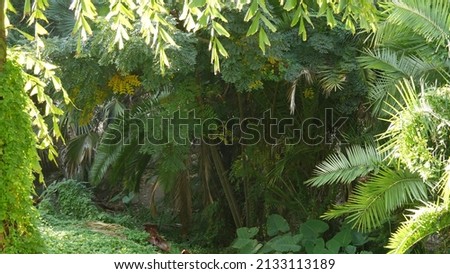 Juicy lush foliage of tropical trees in sunny jungle forest or exotic amazon rainforest, botanical paradise greenery. Leaves of plants. Backlit palm tree frond leaf in sunlight, sunshine or sun light.