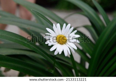 A closeup of a tiny daisy growing among green plants and leaves