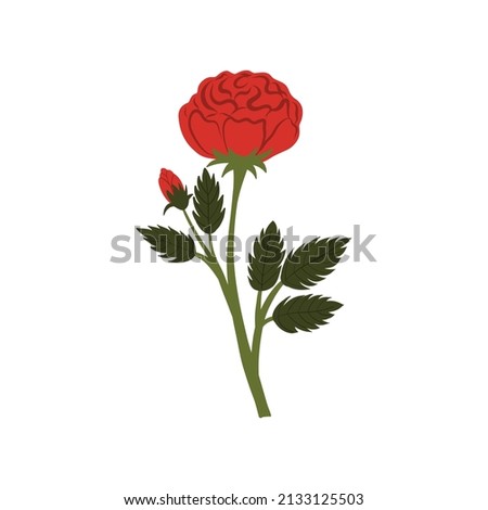 Elegant red rose. Gorgeous blossom flower with lush petals isolated on white background. Botanical floral elements. Vector illustration.