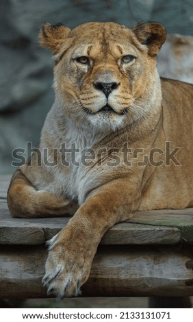 Portrait of Barbary lion in zoo