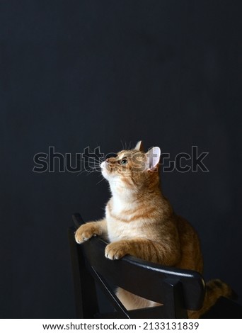 Studio photography of a scottish shorthair cat. British cat.Golden british cat on black background. Tiger color kitten