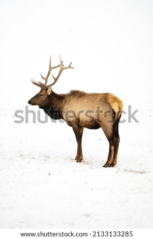 Rocky Mountain Elk Against a Snowy Background 
