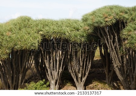Canary Islands dragon trees Dracaena draco. Buracas. Garafia. La Palma. Canary Islands. Spain. Royalty-Free Stock Photo #2133137317