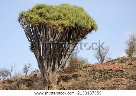 Canary Islands dragon tree Dracaena draco and stone house. Buracas. Garafia. La Palma. Canary Islands. Spain.