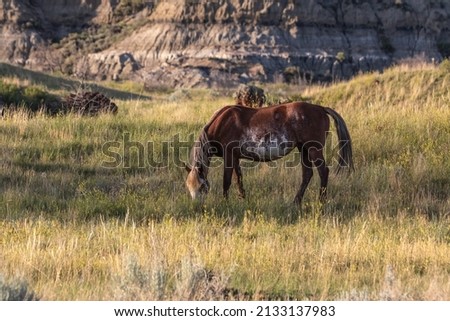 North Dakota wild horse herd with foals at sunset