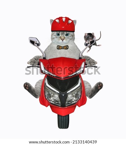 An ashen cat in a motorcycle helmet with a black rat is riding a red moped. White background. Isolated.