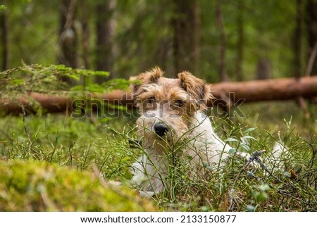 Morning walk with the dog in the forest Royalty-Free Stock Photo #2133150877