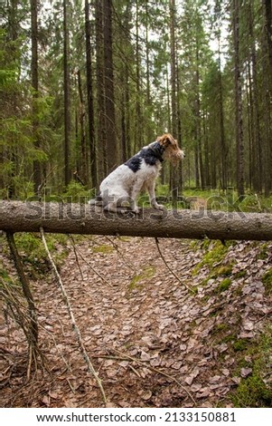 Dog sitting on a tree in the forest. Morning walk with a fox terrier.
