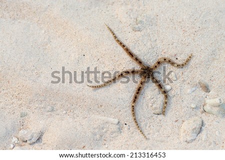 Brittle star or ophiuroids brown thin starfish on sand background Royalty-Free Stock Photo #213316453