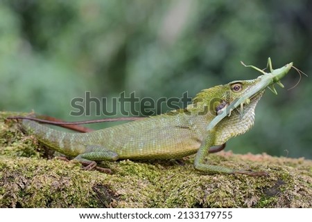 A green crested lizard is preying on a grasshopper. This reptile has the scientific name Bronchocela jubata. 