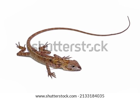 Common garden lizard isolated on white background