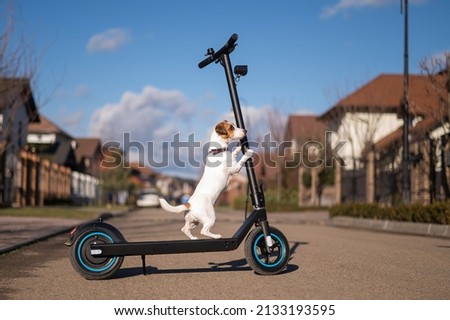 Jack russell terrier dog rides an electric scooter in the cottage village.  Royalty-Free Stock Photo #2133193595