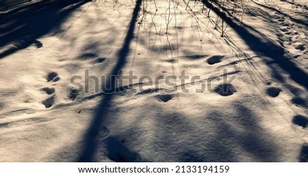 Tree shadows on white snow