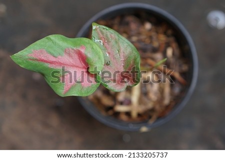 bicolor caladium in red and green leaf