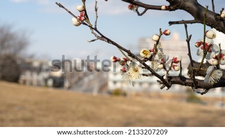 Japanese landscape with plum blossoms.