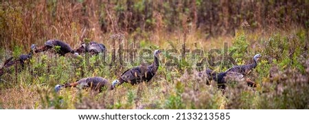 Eastern wild turkeys (Meleagris gallopavo) in early fall in central Wisconsin, panorama Royalty-Free Stock Photo #2133213585