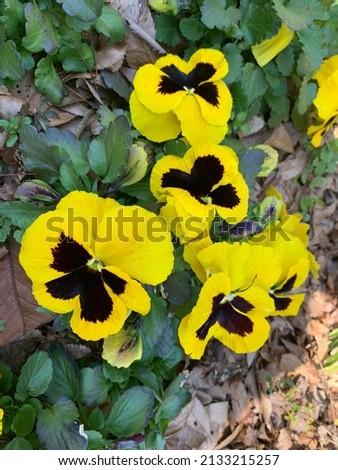 Colorful pansy flowers with green leaves for gardening and decoration ideas