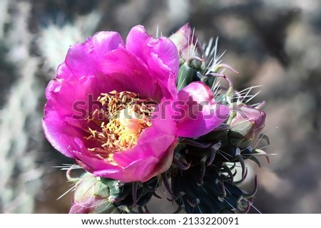 Close up of Blooming Varicolored Cholla Cactus blooming in Springtime on the Rio Grande Valley in New Mexico.
